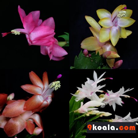 Schlumbergera truncata cv.