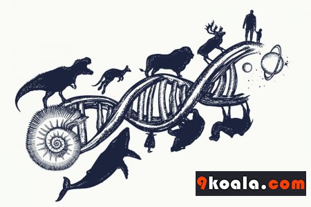 From what did humans begin to evolve?