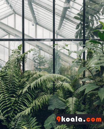 Do plants feel pain?