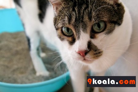 Why cats hide their feces?