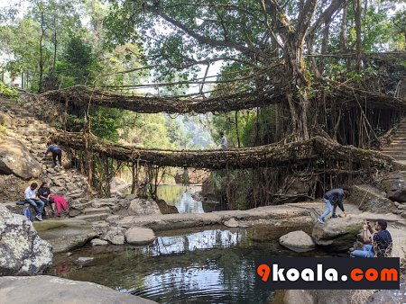 Living Root Bridges meghalaya india